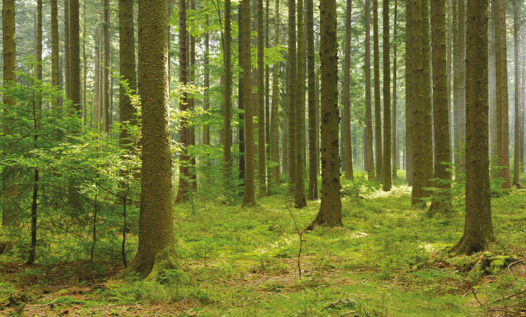 L'intelligence artificielle au service de l'industrie forestière